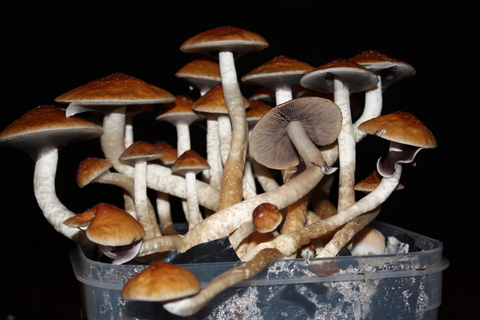 'Magic' mushrooms