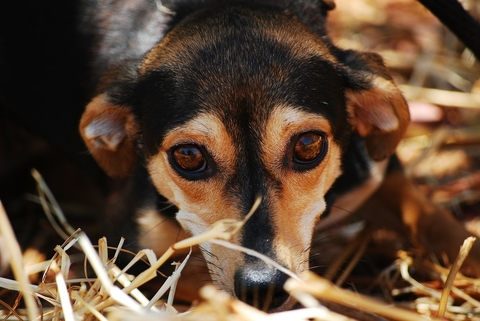 scared dog