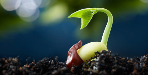 seedling