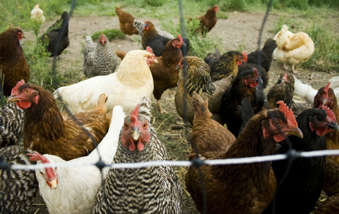 Chickens