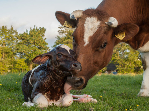 Dairy calf