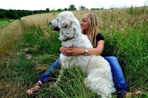 Dog and person