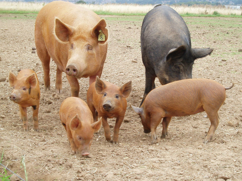 Piglets