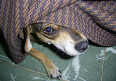 Scared dog