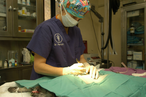 Veterinarian
