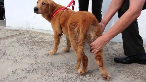 dog