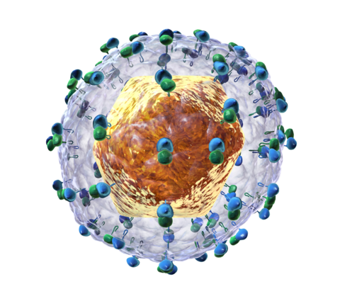 HCV