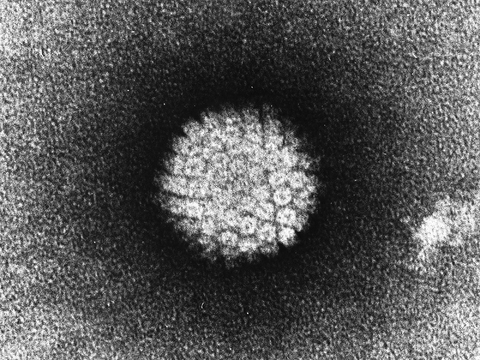 HPV