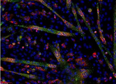 MicroRNA Visualization