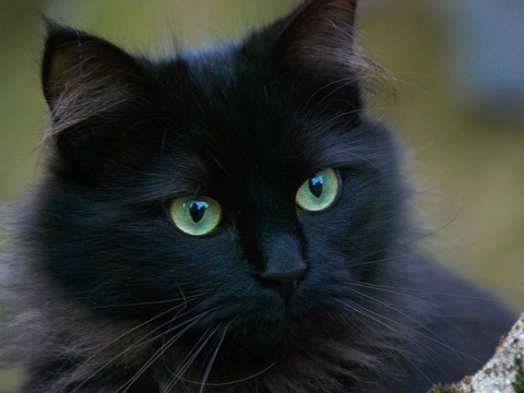 Cat Cat