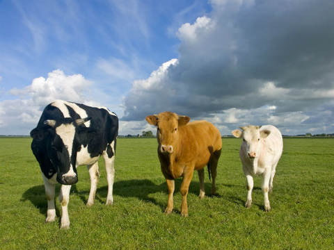 Cows