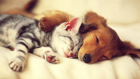 Dog and cat Dog and cat