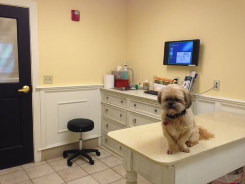 Dog at vet Dog at vet