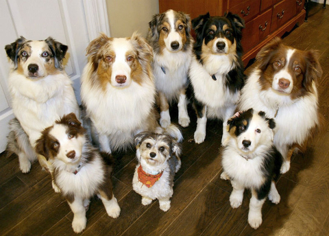 Dogs