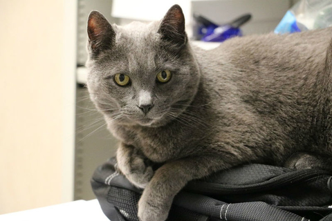 Older cat