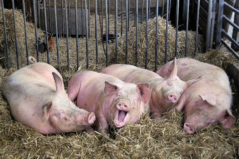 Pigs