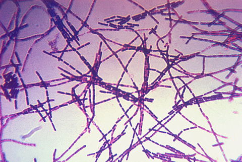 Anthrax bacteria