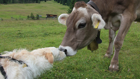 A cow and dog touching noses