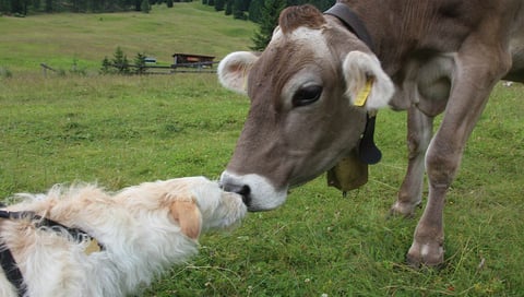 A cow and dog touching noses