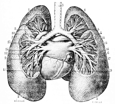 Lungs Lungs