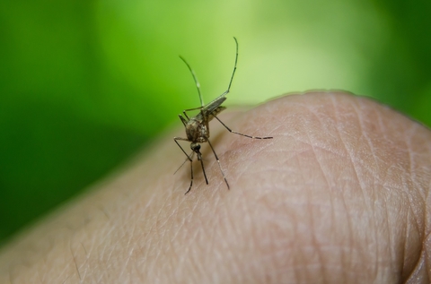 mosquito mosquito
