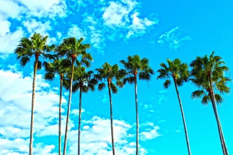 Palm trees set against blue sky