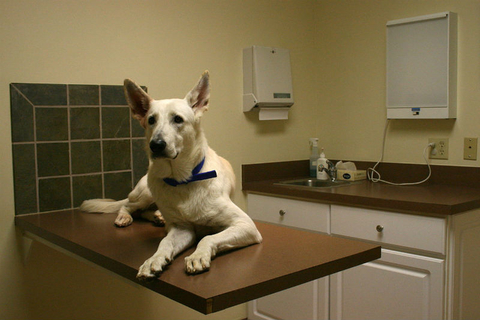 Dog at Vet Dog at Vet