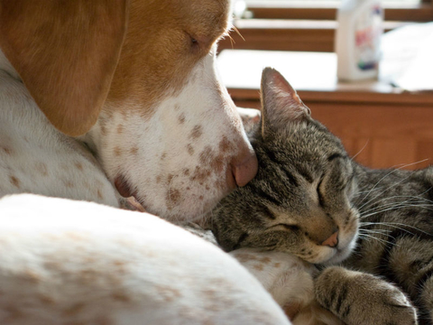 OldDogandCat Older dog and cat