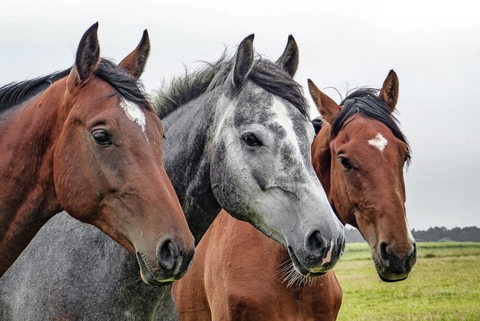 horses horses