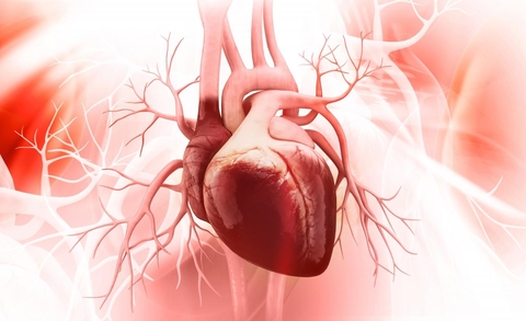 human heart human heart