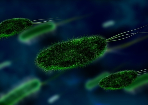 bacteria bacteria