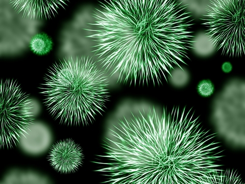 bacteria bacteria