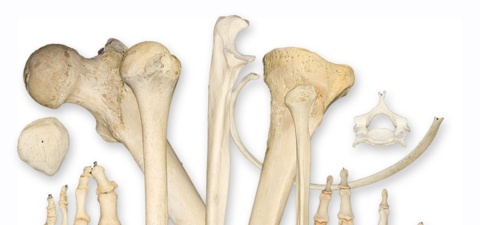 Bones Bones