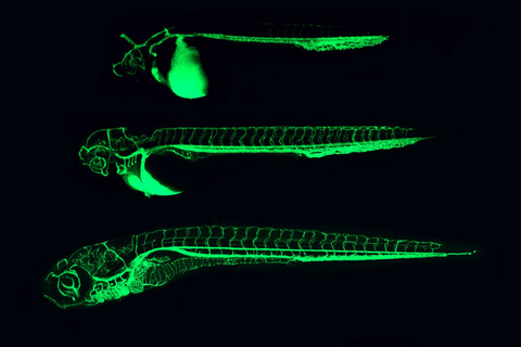 Zebrafish Zebrafish