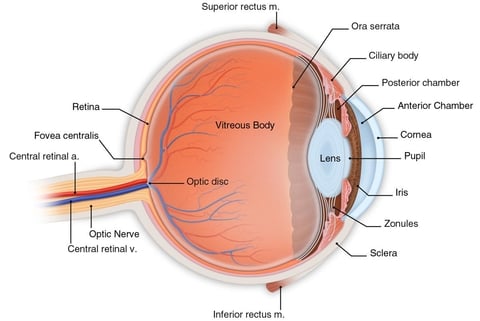 Diagram of eye Diagram of eye