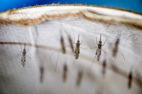 mosquito-malaria mosquito-malaria