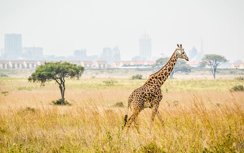 Nairobi Kenya - Editorial Only Nairobi Kenya