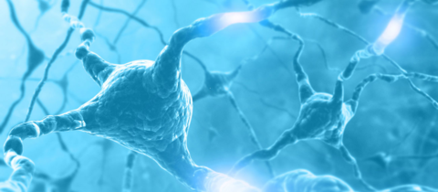 Neurons Neurons
