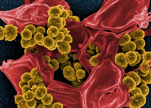 MRSA-NIAID MRSA