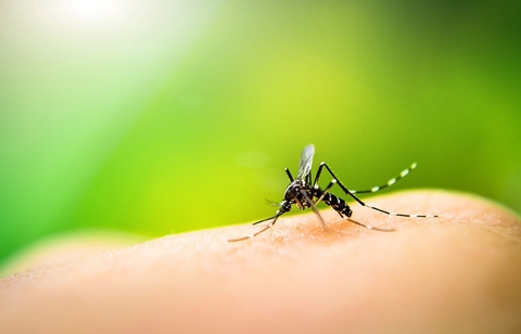 Mosquito Mosquito
