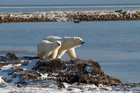 Polar Bears in the Arctic Editorial Credit Arctic Kingdom Polar Bears in the Arctic