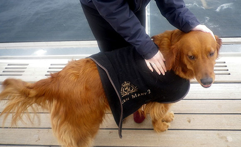 Queen Mary 2 Dog Credit Susan J Young Queen Mary 2 Dog
