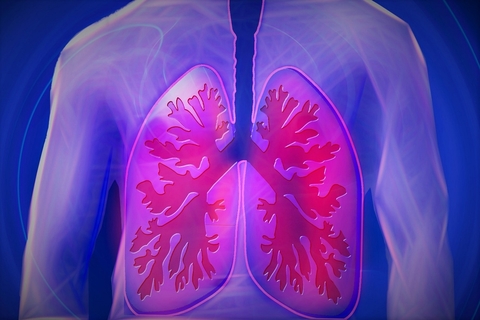 Lungs Lungs