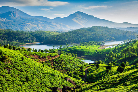Kerala India Tea plantations in Kerala India