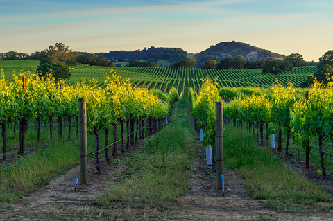 Napa Valley, California - atypova/iStock/Getty Images Plus/Getty Images Panoramic view of Napa Valley, California