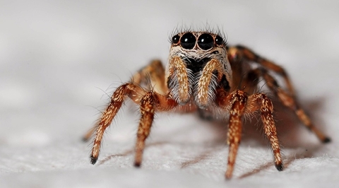 Spider Spider