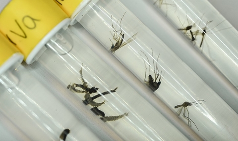 zika zika