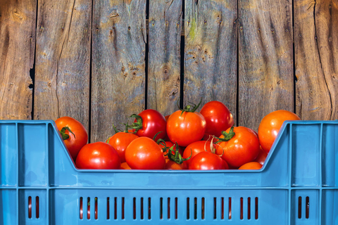 Blue crate with red tomatoes Red tomatoes in blue crate