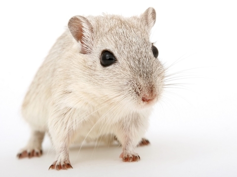 mouse mouse