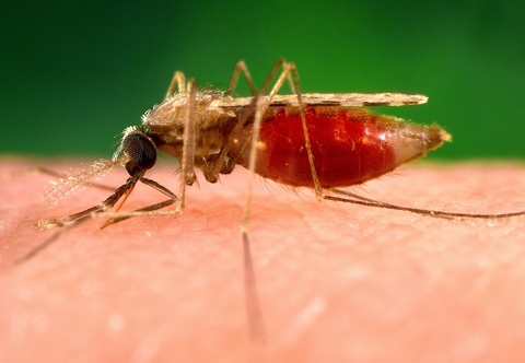 Malaria mosquito Malaria mosquito